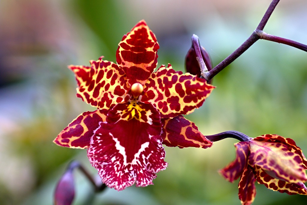 orchideeën orchidee orchideeen hdr bloem Orchidaceae natuur flora bloemen orchis sierbloem sierplant phalaenopsis orchidaceae